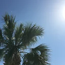 Palmetto Current